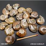 Ammolite - Ammonite Cleoniceras Fossile 2 - 2,5 cm. OFFRE SPÉCIALE 