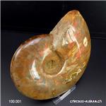 Ammolite - Ammonite Cleoniceras Fossile 12 cm. Pièce unique 464 grammes