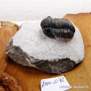 Trilobite, fossile. Env. 6 x 3,5 x 3 cm. Pièce unique