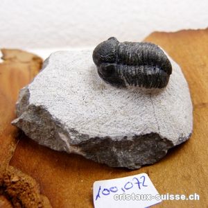 Trilobite, fossile. Env. 6 x 3,5 x 3 cm. Pièce unique