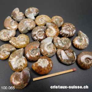 Ammolite - Ammonite Cleoniceras Fossile 2 - 2,5 cm. OFFRE SPÉCIALE 