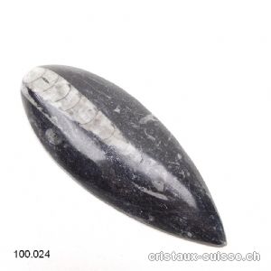 Orthocéras - fossile. Pièce unique 10 cm