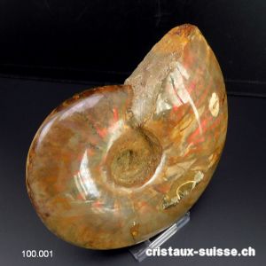 Ammolite - Ammonite Cleoniceras Fossile 12 cm. Pièce unique 464 grammes