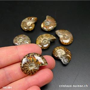 Ammolite - Ammonite Cleoniceras Fossile 2,3 - 2,7 cm