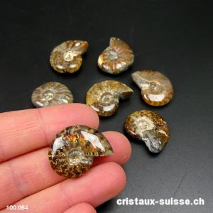 Ammolite - Ammonite Cleoniceras Fossile 2,3 - 2,7 cm