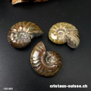 Ammolite - Ammonite Cleoniceras Fossile 2,9 - 3,2 cm