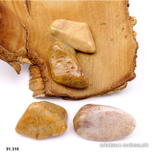 Corail fossilisé brun taille XL, 18 à 24 grammes.