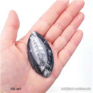 Orthocéras - fossile. Pièce unique 6 cm