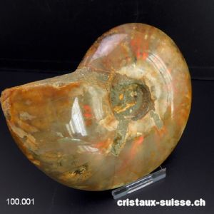 Ammolite - Ammonite Cleoniceras Fossile 12 cm. Pièce unique 464 grammes