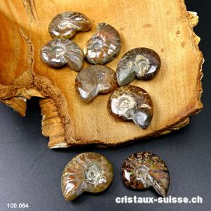 Ammolite - Ammonite Cleoniceras Fossile 2,3 - 2,7 cm