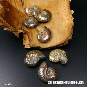 Ammolite - Ammonite Cleoniceras Fossile 2,9 - 3,2 cm