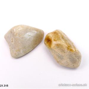 Corail fossilisé beige forme libre, taille XL, 19 à 20 grammes.