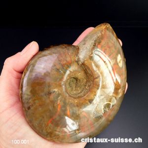 Ammolite - Ammonite Cleoniceras Fossile 12 cm. Pièce unique 464 grammes