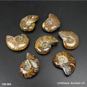 Ammolite - Ammonite Cleoniceras Fossile 2,3 - 2,7 cm