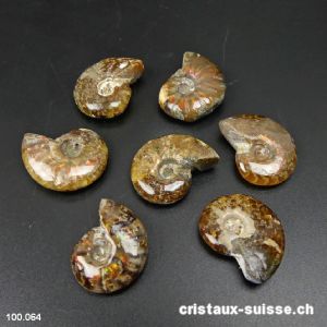 Ammolite - Ammonite Cleoniceras Fossile 2,3 - 2,7 cm