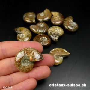 Ammolite - Ammonite Cleoniceras Fossile 2,9 - 3,2 cm