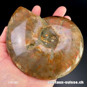 Ammolite - Ammonite Cleoniceras Fossile 12 cm. Pièce unique 464 grammes