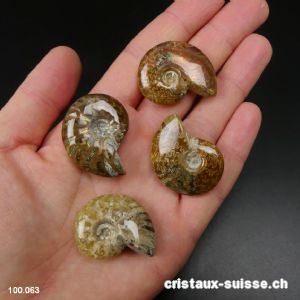 Ammolite - Ammonite Cleoniceras Fossile 2,9 - 3,2 cm