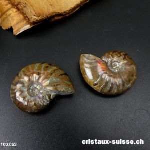 Ammolite - Ammonite Cleoniceras Fossile 2,9 - 3,2 cm