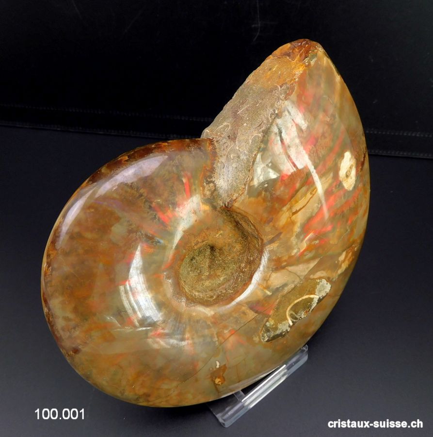 Ammolite - Ammonite Cleoniceras Fossile 12 cm. Pièce unique 464 grammes