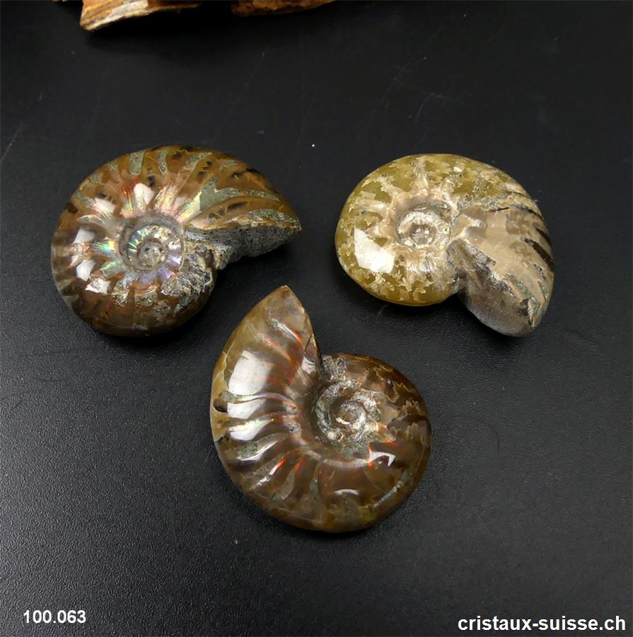Ammolite - Ammonite Cleoniceras Fossile 2,9 - 3,2 cm