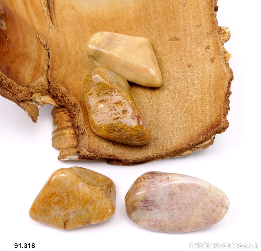 Corail fossilisé brun taille XL, 18 à 24 grammes
