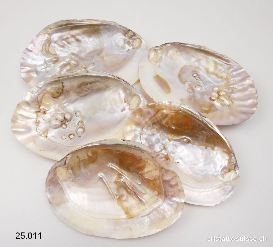 Dans Quel Coquillage Trouve T On Des Perles Coquillage avec perles dans la nacre 13 à 17 cm. Qualité AB