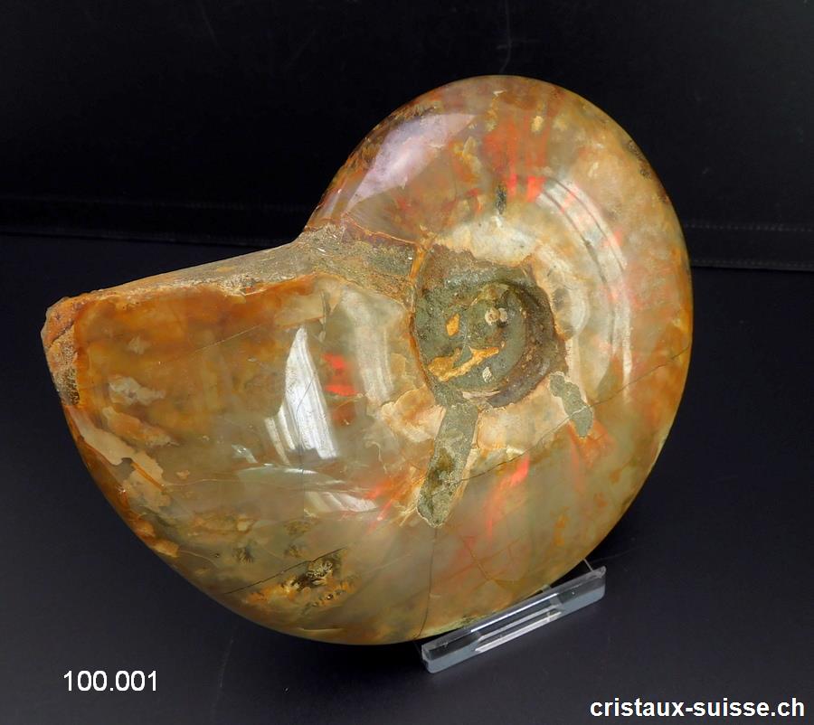 Ammolite - Ammonite Cleoniceras Fossile 12 cm. Pièce unique 464 grammes