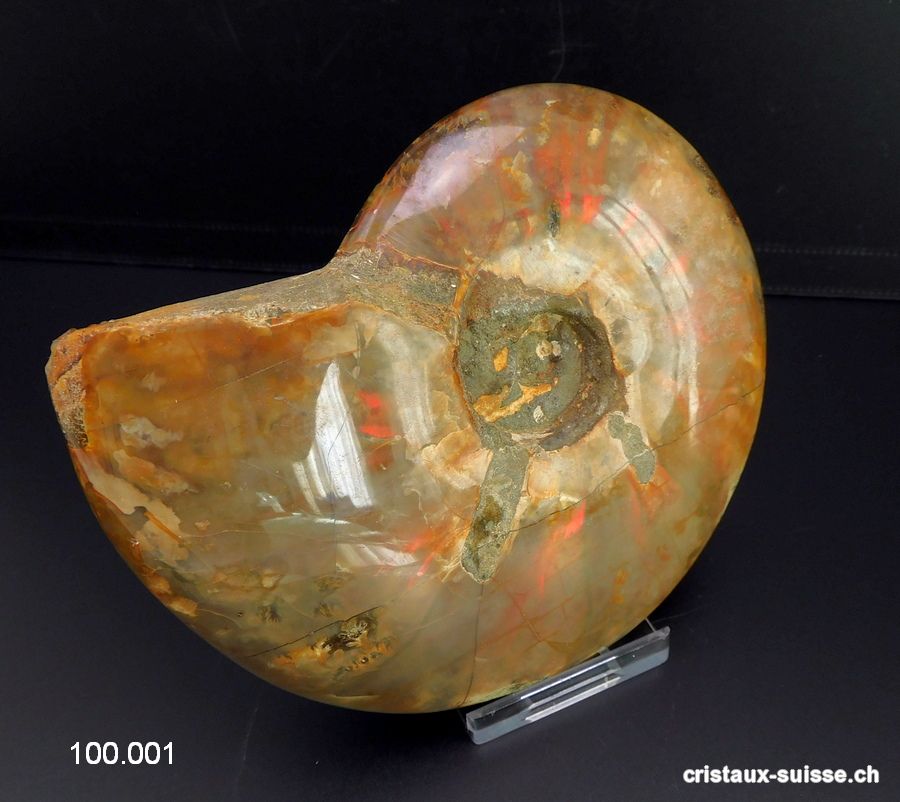 Ammolite - Ammonite Cleoniceras Fossile 12 cm. Pièce unique 464 grammes