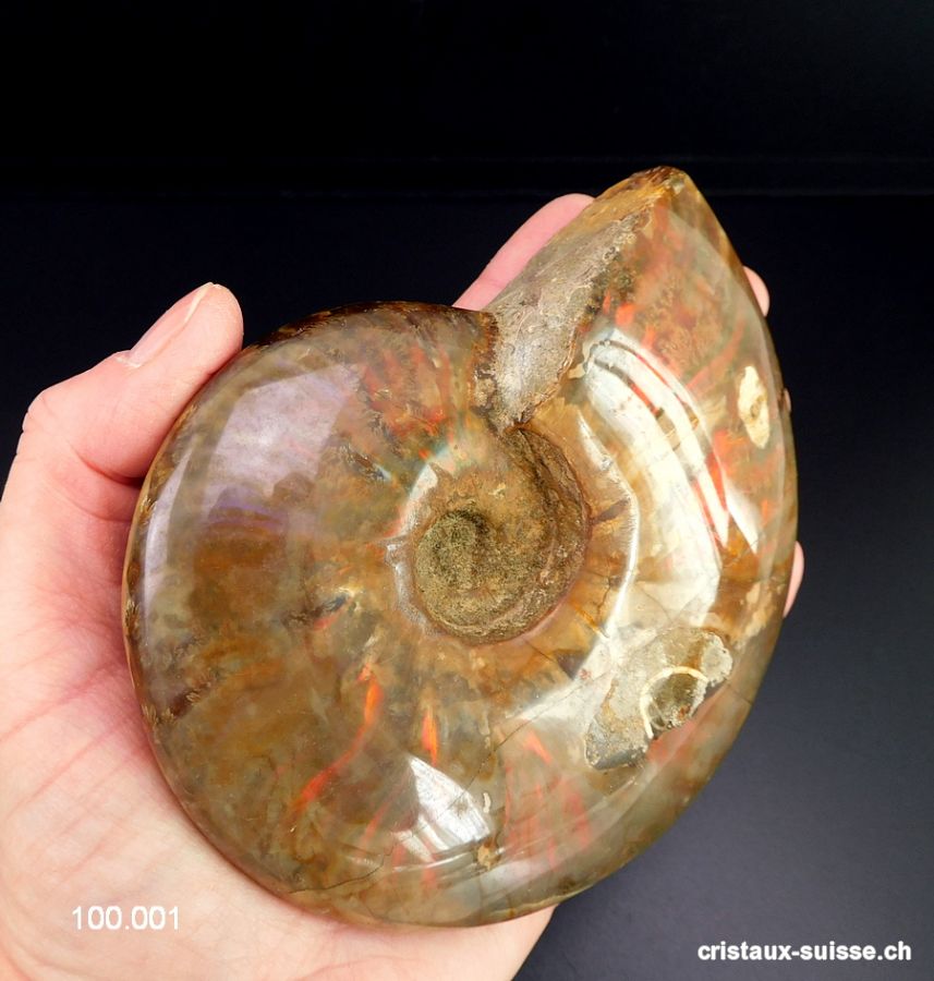 Ammolite - Ammonite Cleoniceras Fossile 12 cm. Pièce unique 464 grammes