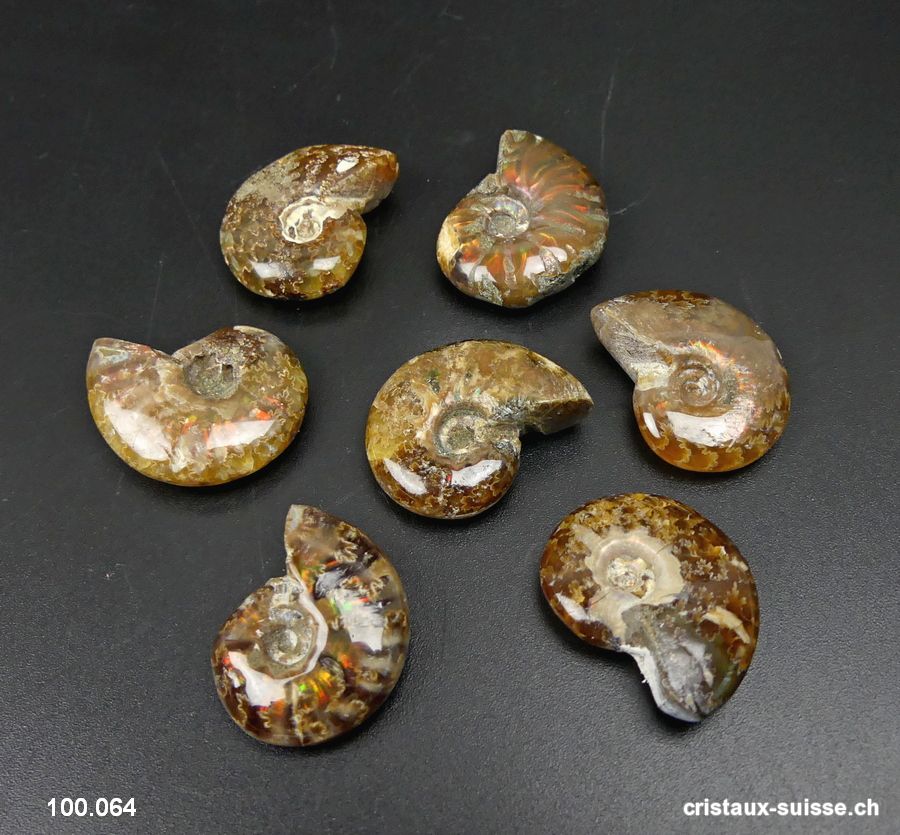 Ammolite - Ammonite Cleoniceras Fossile 2,3 - 2,7 cm