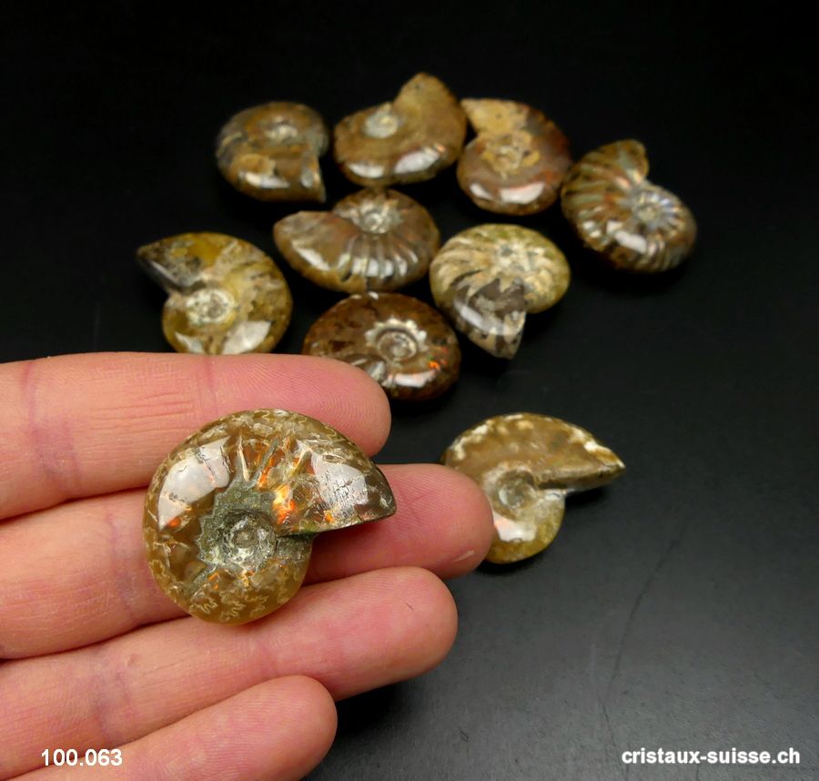 Ammolite - Ammonite Cleoniceras Fossile 2,9 - 3,2 cm