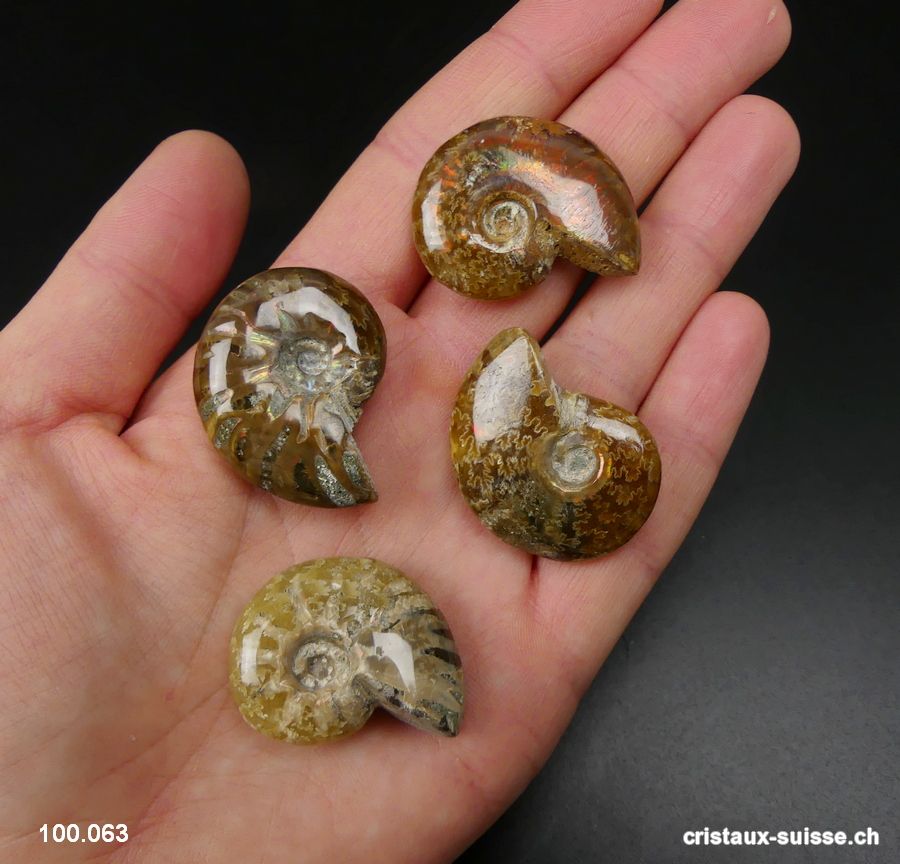 Ammolite - Ammonite Cleoniceras Fossile 2,9 - 3,2 cm