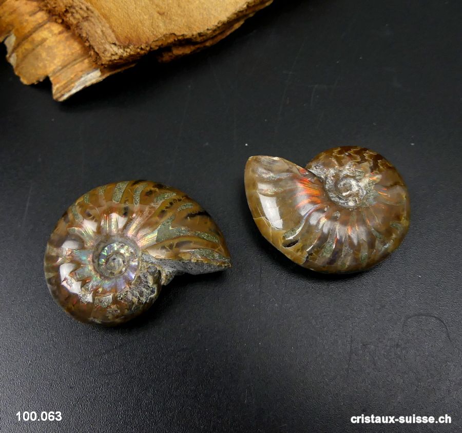 Ammolite - Ammonite Cleoniceras Fossile 2,9 - 3,2 cm